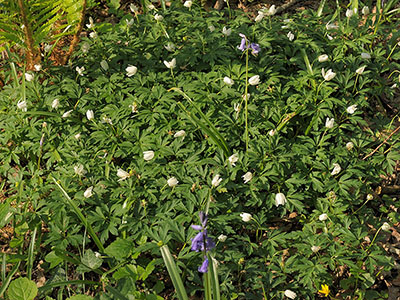 Anemone nemorosa